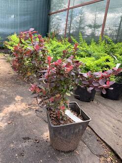 Барбарис Тунберга Конкорд (Concorde)