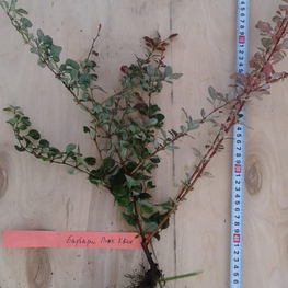 Барбарис Тунберга Пинк Квин (Pink Queen)