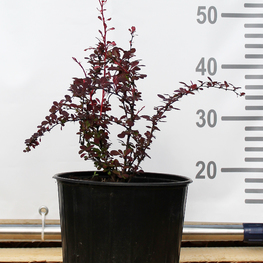 Барбарис Тунберга Пинк Квин (Pink Queen)