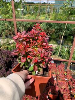 Барбарис Тунберга Пинк Квин (Pink Queen)