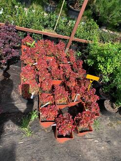 Барбарис Тунберга Пинк Квин (Pink Queen)