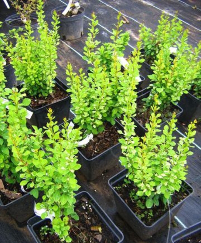 Барбарис Тунберга Пау Вау (Powwow)