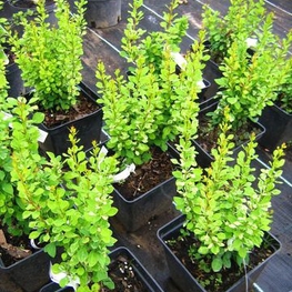 Барбарис Тунберга Пау Вау (Powwow)