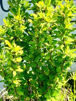 Барбарис Тунберга Пау Вау (Powwow)