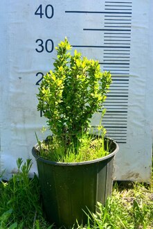 Барбарис Тунберга Пау Вау (Powwow)