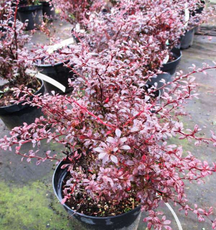 Барбарис Тунберга Ред Дрим (Red Dream)