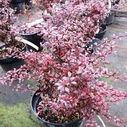 Барбарис Тунберга Ред Дрим (Red Dream)