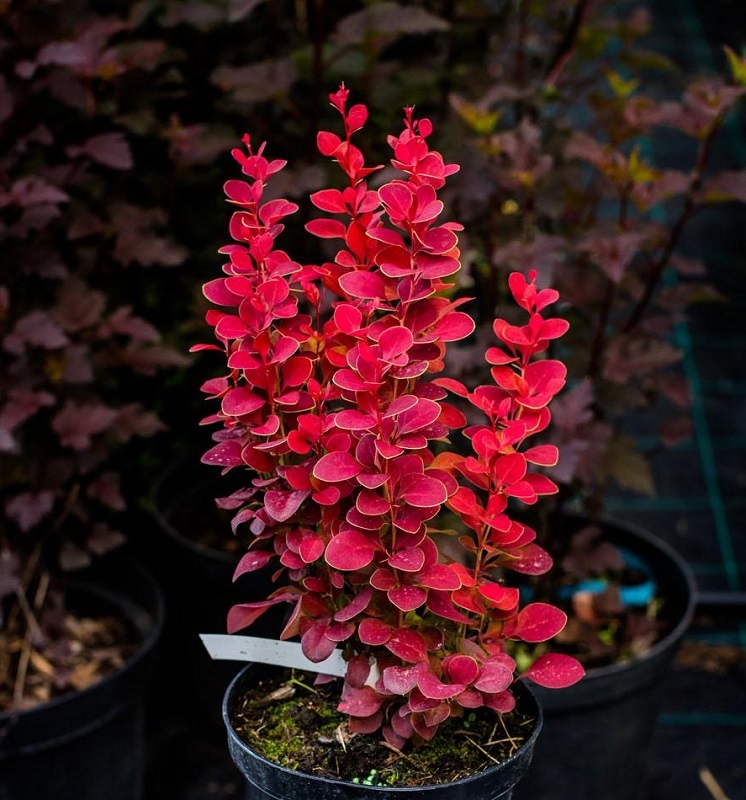 Барбарис тунберга Лютин Руж (Lutin Rouge)