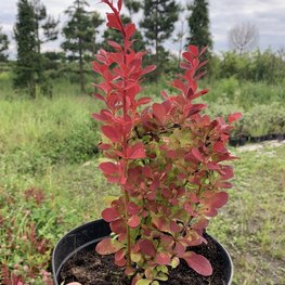 Барбарис тунберга Лютин Руж (Lutin Rouge)