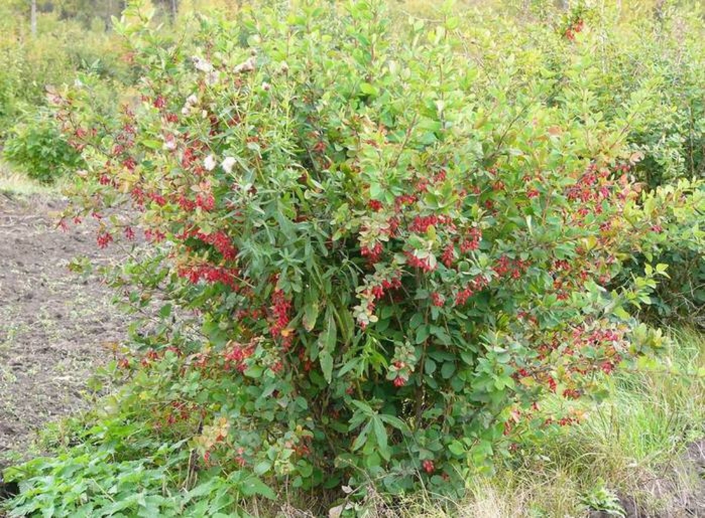 Барбарис обыкновенный "Berberis vulgaris"