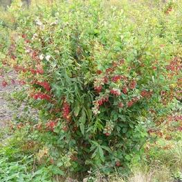 Барбарис обыкновенный "Berberis vulgaris"