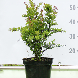 Барбарис обыкновенный Берберис вульгарис (Berberis vulgaris)