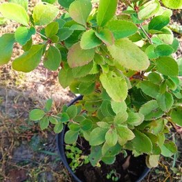 Барбарис обыкновенный Берберис вульгарис (Berberis vulgaris)