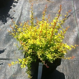 Барбарис Тунберга Голден Дрим (Golden Dream)