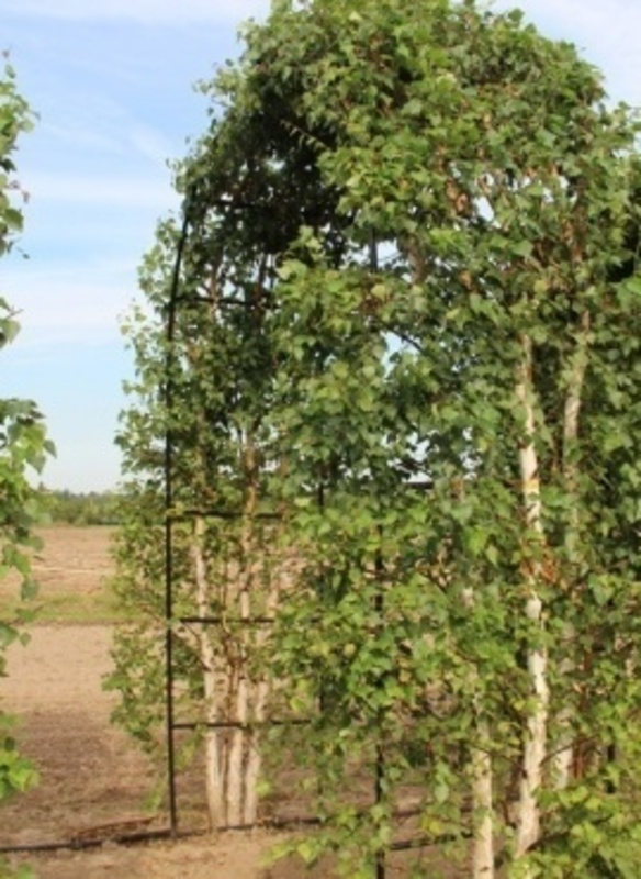 Арка из березы повислой Юнги (Youngii)