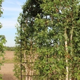 Арка из березы повислой Юнги (Youngii)