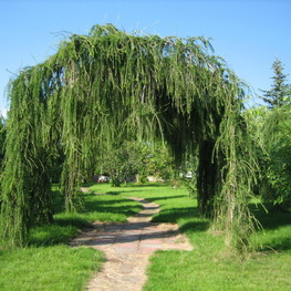 Арка из лиственницы европейской