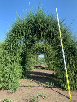 Арка из лиственницы европейской