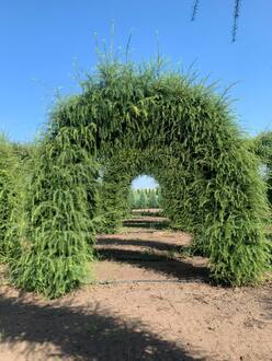 Арка из лиственницы европейской