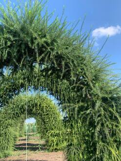 Арка из лиственницы европейской