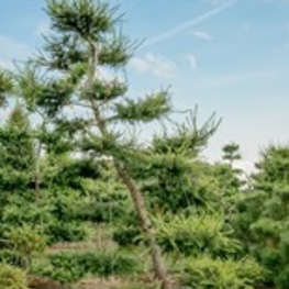 Лиственница европейская Ларикс (Larix) Бонсай