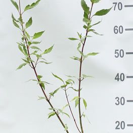 Дёрен белый Элегантиссима (Elegantissima)