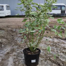 Дёрен белый Элегантиссима (Elegantissima)