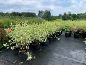 Дёрен белый Элегантиссима (Elegantissima)