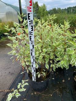 Дёрен белый Элегантиссима (Elegantissima)