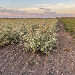 Дёрен белый Элегантиссима (Elegantissima)