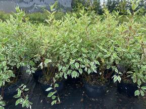 Дёрен белый Элегантиссима (Elegantissima)