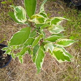 Дёрен белый Сибирика Вариегата (Sibirica Variegata)