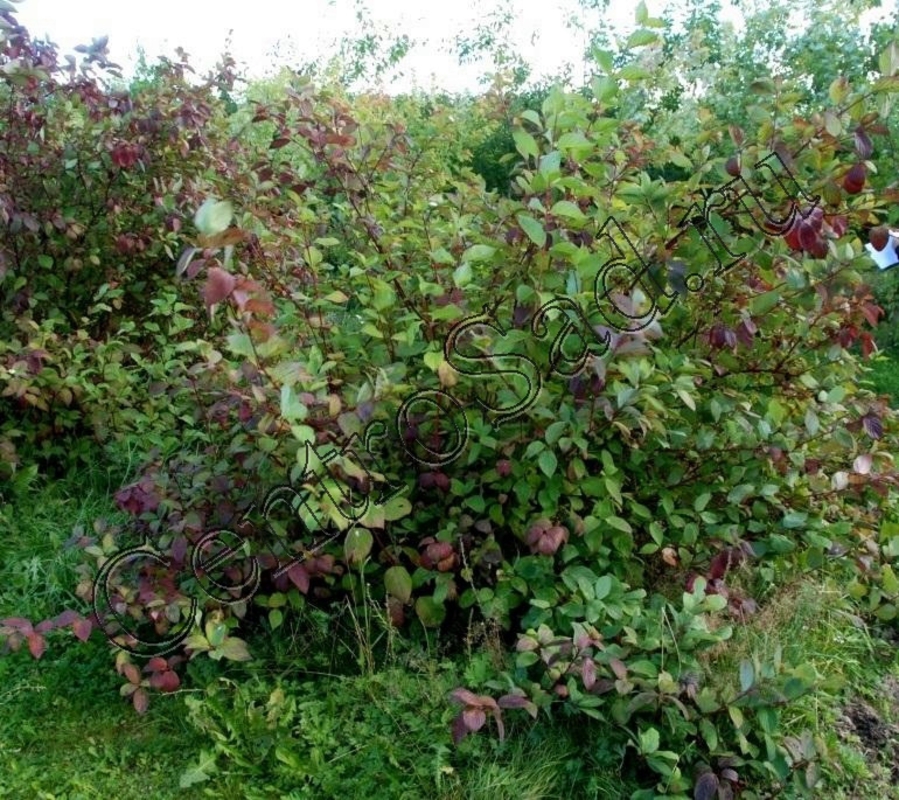 Дерен белый Сибирика (Sibirica)