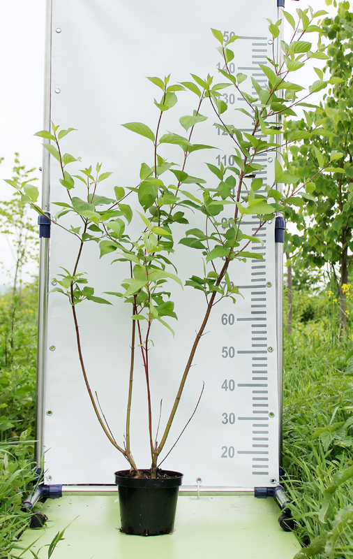 Дерен белый Сибирика (Sibirica)