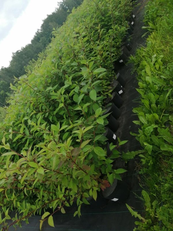 Дерен белый Сибирика (Sibirica)