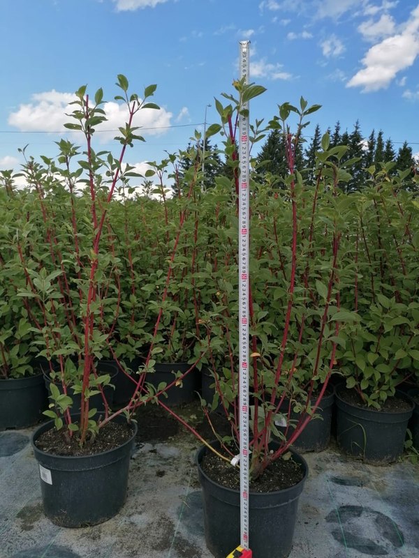 Дерен белый Сибирика (Sibirica)