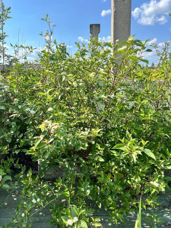 Дерен белый Сибирика (Sibirica)