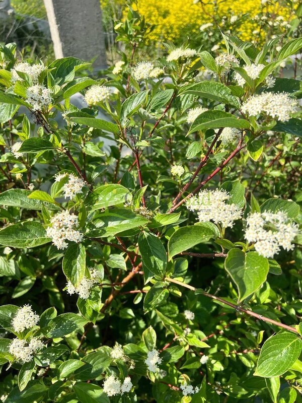 Дерен белый Сибирика (Sibirica)