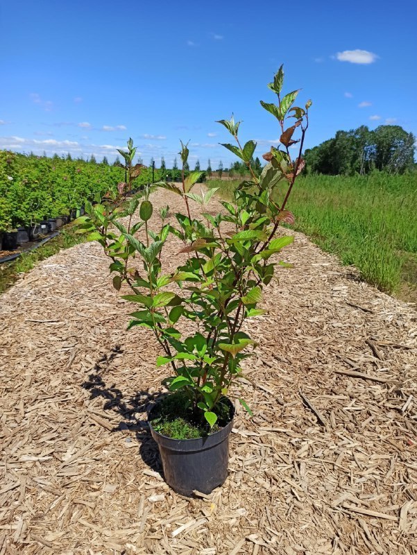 Дерен белый Сибирика (Sibirica)