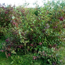 Дерен белый Сибирика (Sibirica)