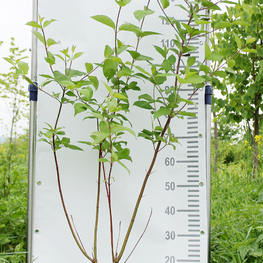 Дерен белый Сибирика (Sibirica)