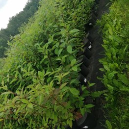 Дерен белый Сибирика (Sibirica)