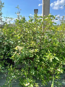 Дерен белый Сибирика (Sibirica)