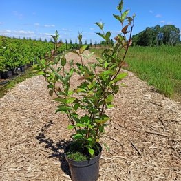 Дерен белый Сибирика (Sibirica)