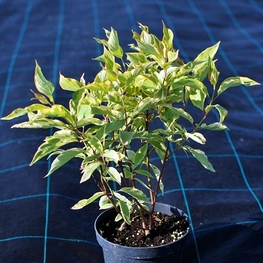 Дерен белый Гоучалти (Gouchaultii)