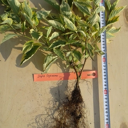 Дерен белый Гоучалти (Gouchaultii)