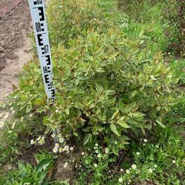 Дерен белый Гоучалти (Gouchaultii)