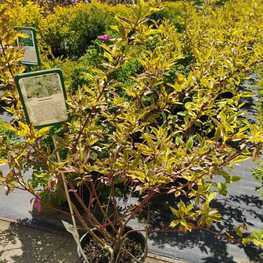 Дерен белый Гоучалти (Gouchaultii)