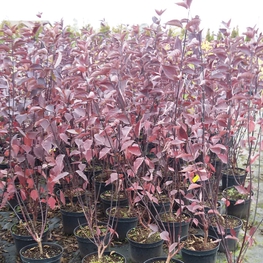 Дёрен белый Кессельринги (Kesselringii)