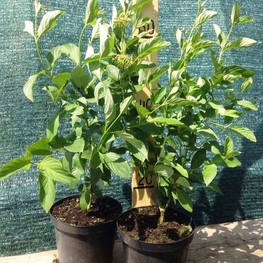 Дерен отпрысковый Столонифера (Stolonifera)